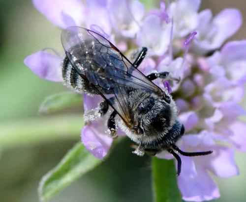 Lasioglossum albocinctum